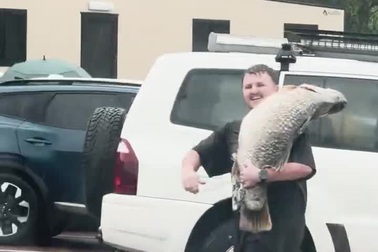 Cá mú khổng lồ dài 1m bất ngờ lộ diện giữa trận lũ lụt lịch sử gây xôn xao