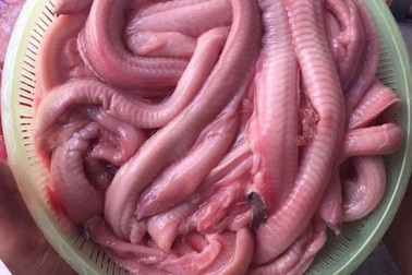 Loài cá 'xấu hết phần thiên hạ' nhưng ăn ngon không ngờ