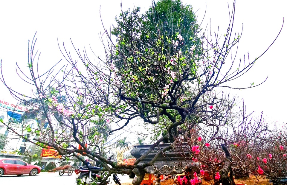 Cây đào phai, thế rồng bay được hét giá 200 triệu đồng - 10 Cây đào phai, thế rồng bay được hét giá 200 triệu đồng - 10