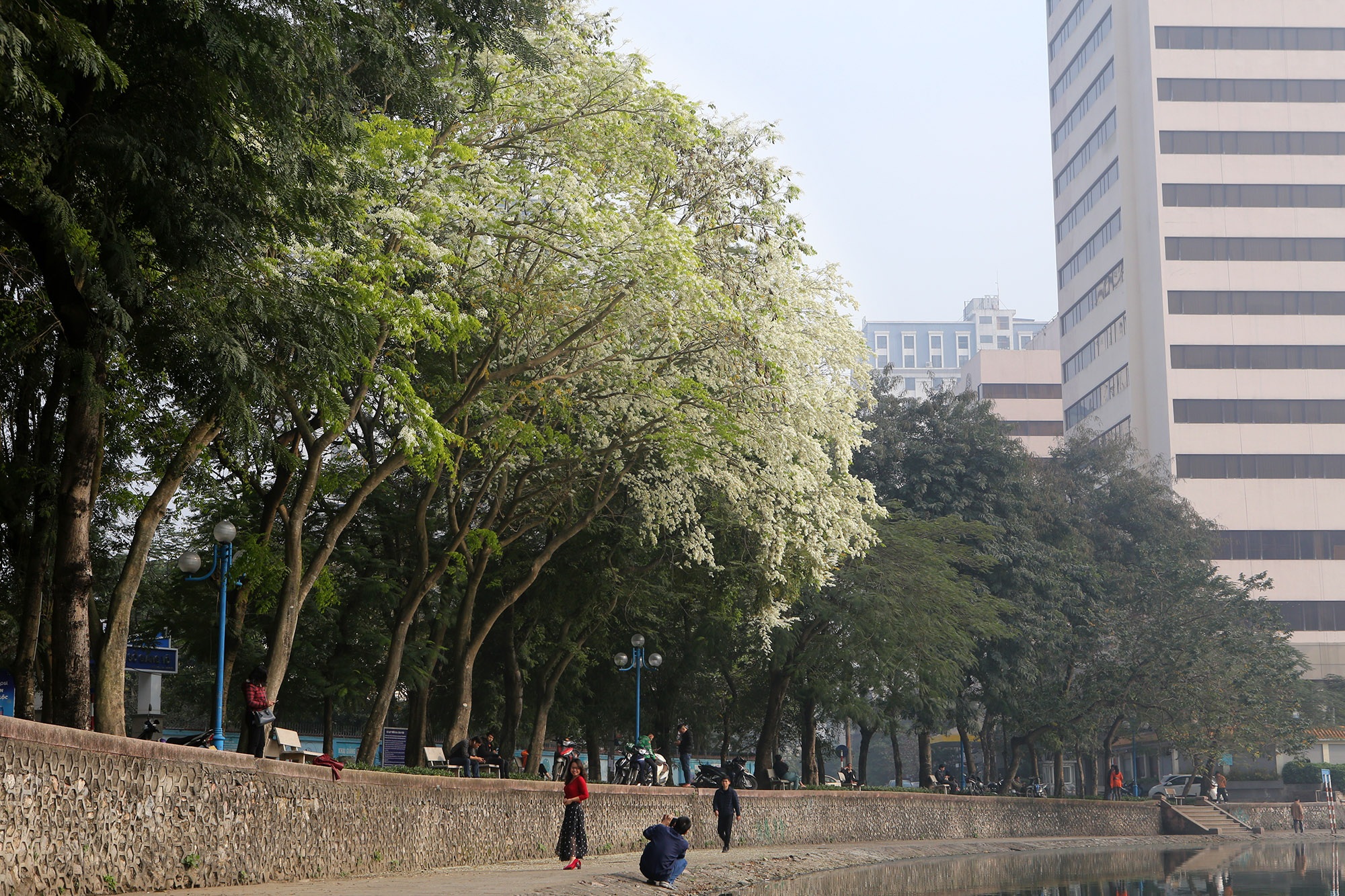 Ngắm hoa sưa nở trắng trời Hà Nội - 1 Ngắm hoa sưa nở trắng trời Hà Nội - 1