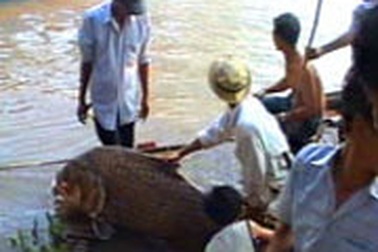 Bắt được con cá hô nặng gần 100 kg