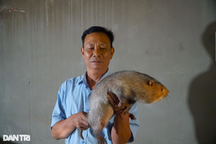 Nuôi con trời nóng nằm quạt, lạnh nằm đèn sưởi "đẻ" tiền tỷ mỗi năm