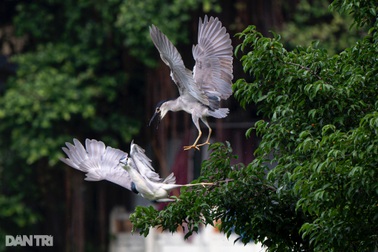 Hồ Gươm trong xanh - Đất lành chim đậu