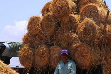Rơm rạ khan hiếm, nông dân phụ thu thêm bạc triệu