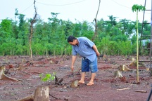 Thương lái vào tận vườn mua rễ hồ tiêu xuất bán sang Trung Quốc