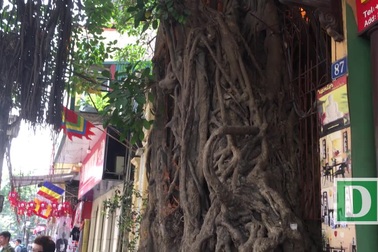Kỳ lạ cây đa trăm tuổi với bộ rễ “khổng lồ”, chuyển màu trắng mỗi khi trời mưa ở Hà Nội