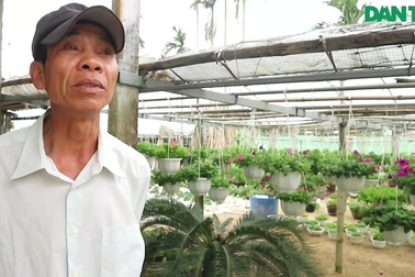 Người trồng hoa Hội An lo lắng thị trường tiêu thụ tết năm nay