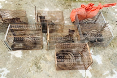 Đi rừng phát hiện ổ động vật quý hiếm, bắt mang về nhà nuôi