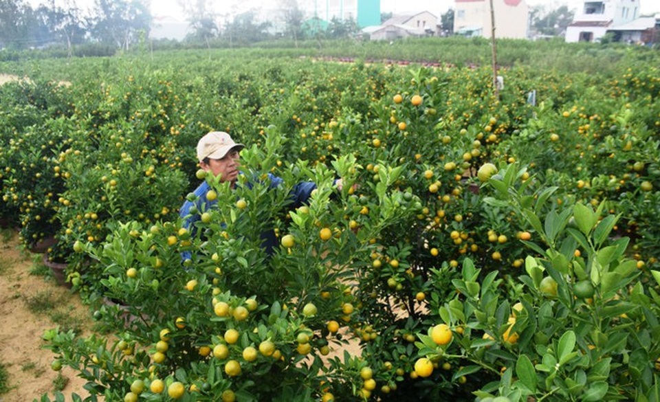 Thủ phủ quất Cẩm Hà nhộn nhịp vào vụ Tết Nguyên đán - 1 Thủ phủ quất Cẩm Hà nhộn nhịp vào vụ Tết Nguyên đán - 1