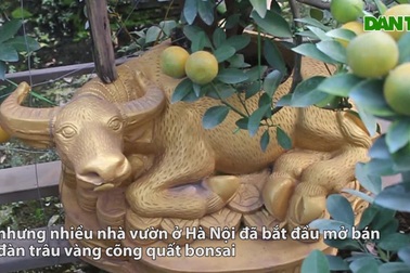 Trâu vàng "cõng" quất bonsai hút khách sành chơi, giá chục triệu đồng