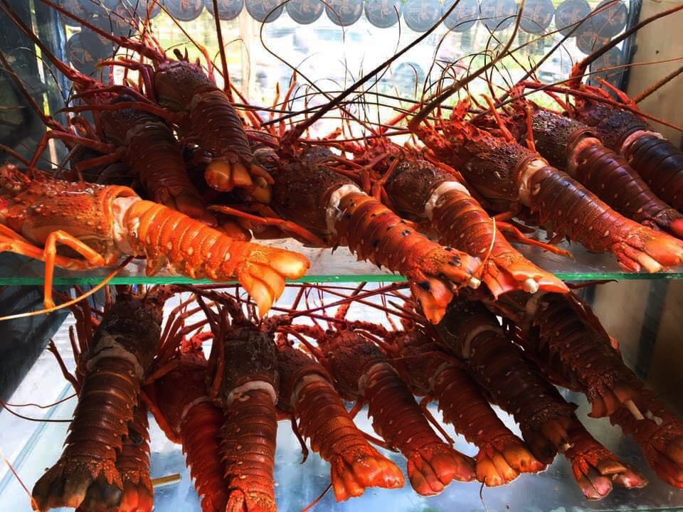 Bỏ lương nghìn đô ở sân bay, 9x Khánh Hòa về bán tôm hùm thu lãi khủng - 2 Bỏ lương nghìn đô ở sân bay, 9x Khánh Hòa về bán tôm hùm thu lãi khủng - 2