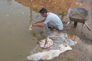 Hãi hùng cảnh “làm sạch” nội tạng bò trong ao tù