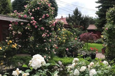 Mê mẩn những khu vườn gần trăm loài hoa hồng "đua nhau khoe sắc"