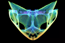 Phát hiện những đặc điểm tiến hoá kì lạ trong hộp sọ loài ếch