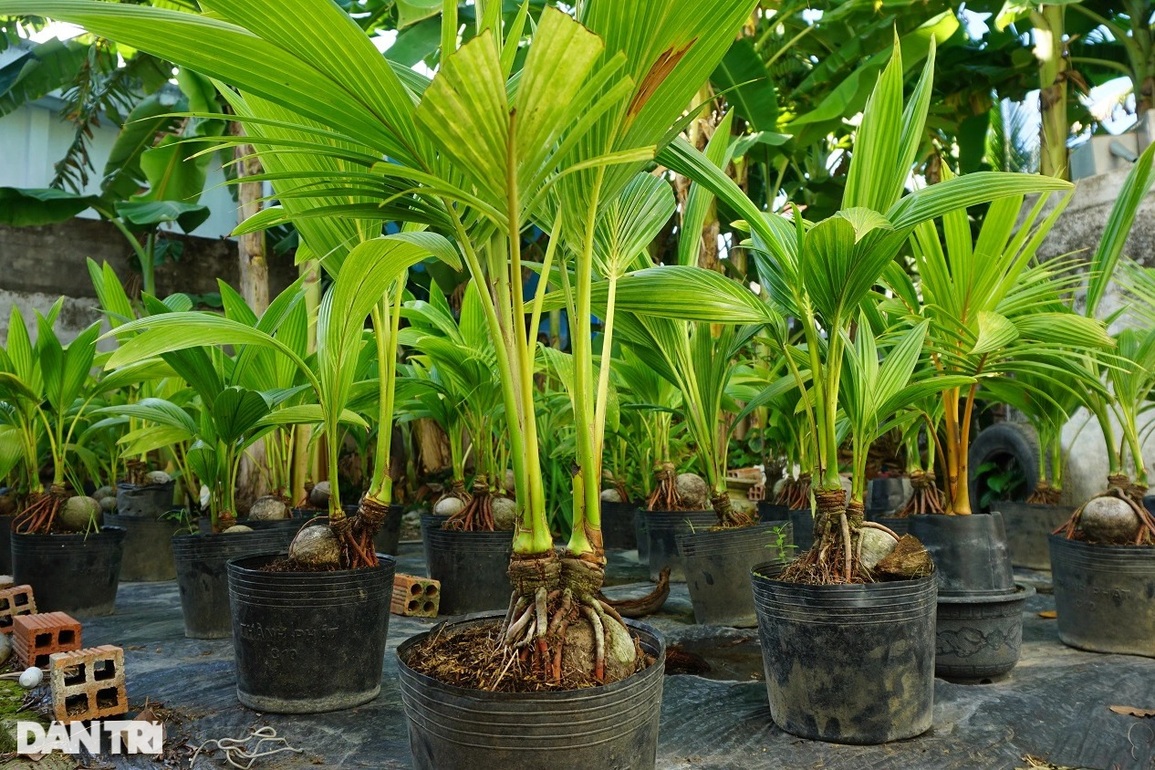 Thầy giáo miền Tây có bộ sưu tập khổng lồ hơn 500 cây dừa đột biến - 6 Thầy giáo miền Tây có bộ sưu tập khổng lồ hơn 500 cây dừa đột biến - 6