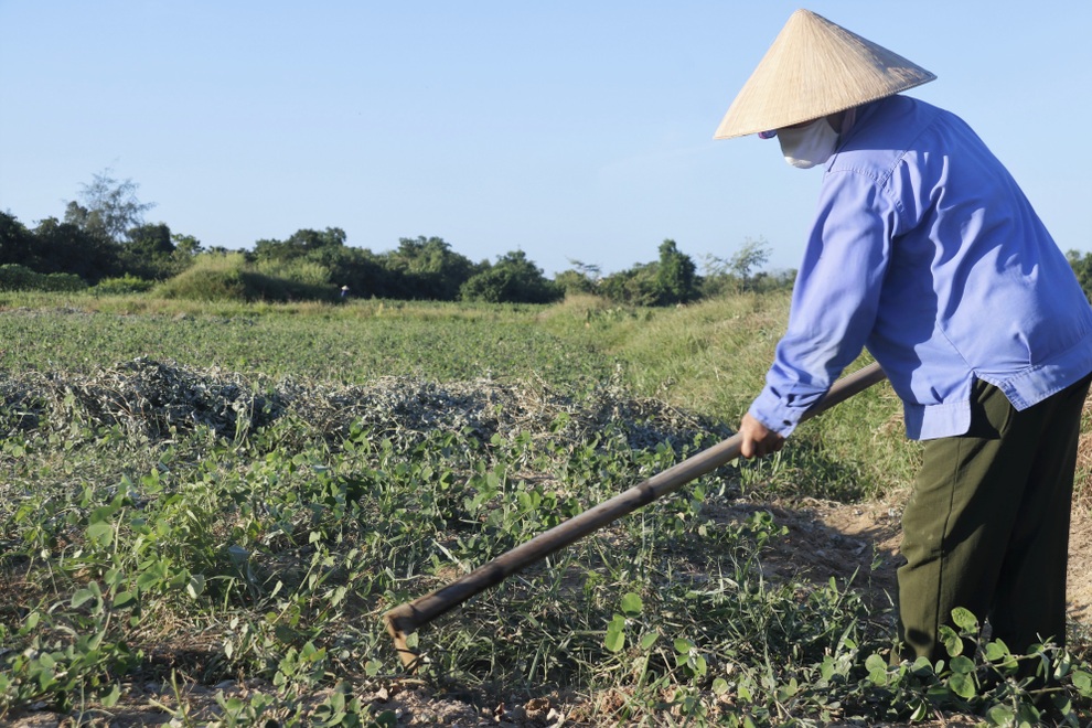 Nông dân cướp nắng thu hoạch cây thuốc hiệu quả gấp 3 lần trồng màu - 10 Nông dân cướp nắng thu hoạch cây thuốc hiệu quả gấp 3 lần trồng màu - 10