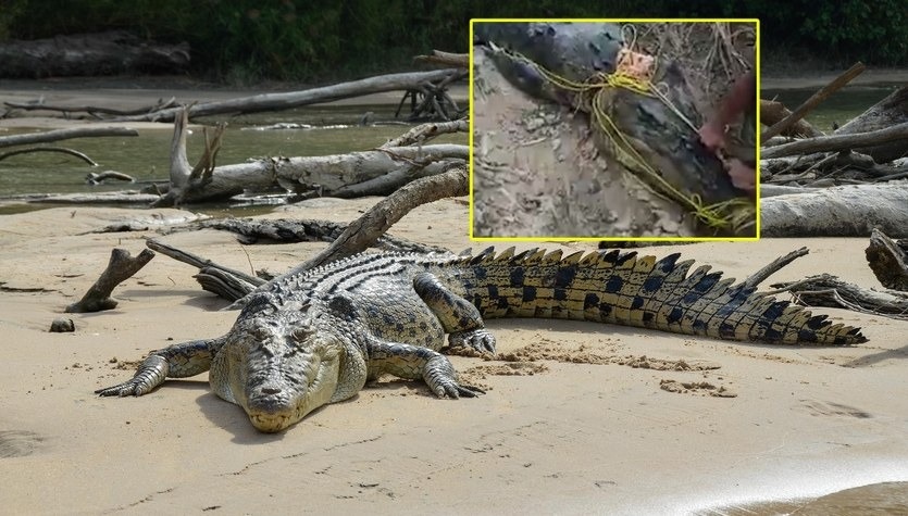 Bắt được quái thú cá sấu khổng lồ dài 8m ăn thịt ngư dân - 1