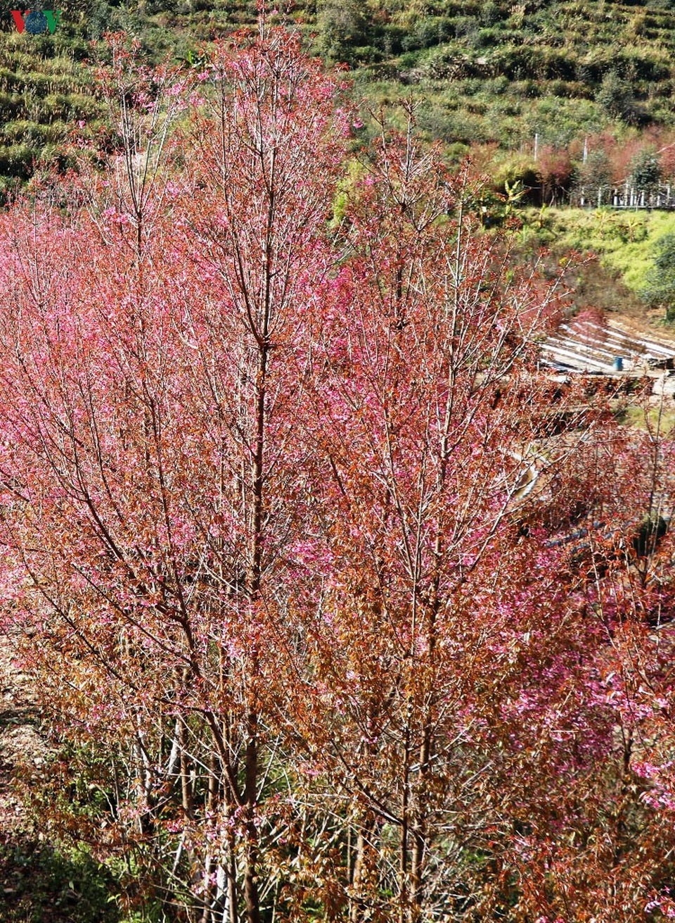 Hoa đào bừng sáng trời đông Mù Cang Chải - 17