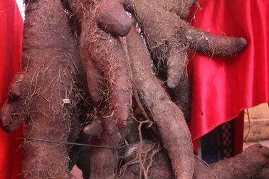 Nhiều củ, quả độc lạ được người dân “khoe” tại lễ hội du lịch trái cây