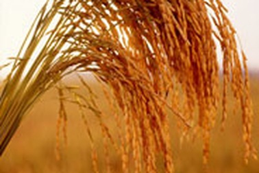 “Cần 30 tỷ USD để giải quyết khủng hoảng lương thực”