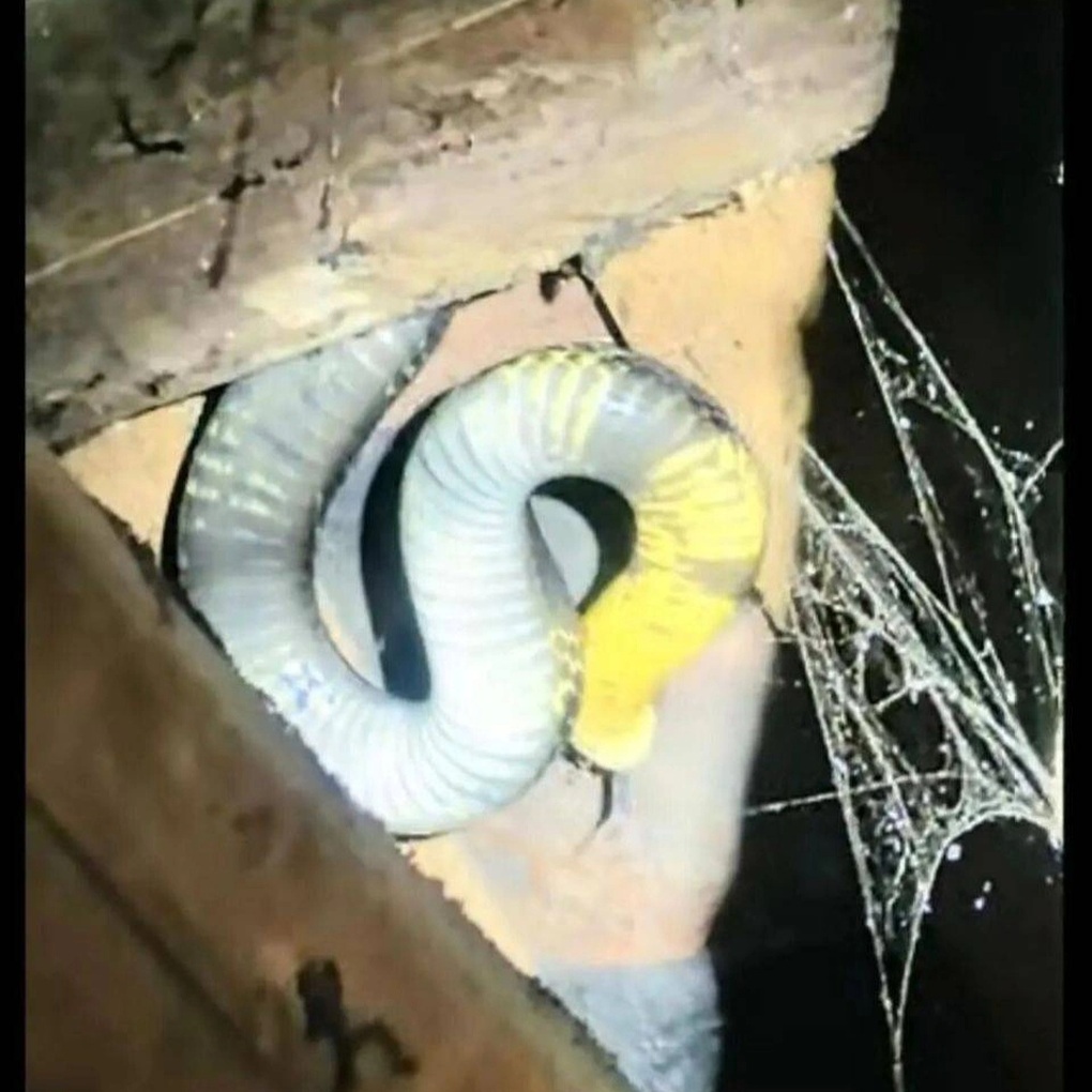 Trung Quốc: Rắn hổ mang dài 3,5m vào nhà, vợ chồng già thức trắng đêm vì sợ - 1 Trung Quốc: Rắn hổ mang dài 3,5m vào nhà, vợ chồng già thức trắng đêm vì sợ - 1