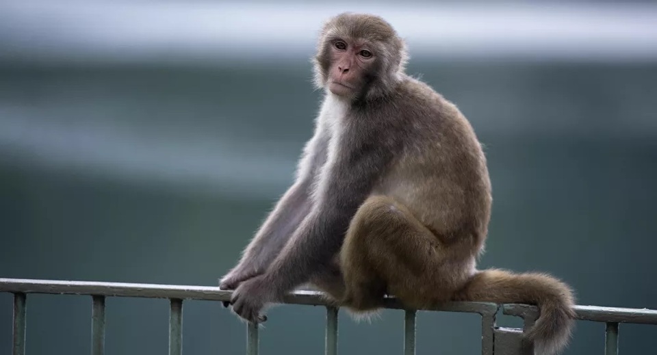 Thử nghiệm thành công vắc-xin chống lại Covid-19 trên khỉ - 1