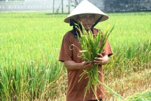 Nông dân điêu đứng trước hàng ngàn ha lúa chết bất thường