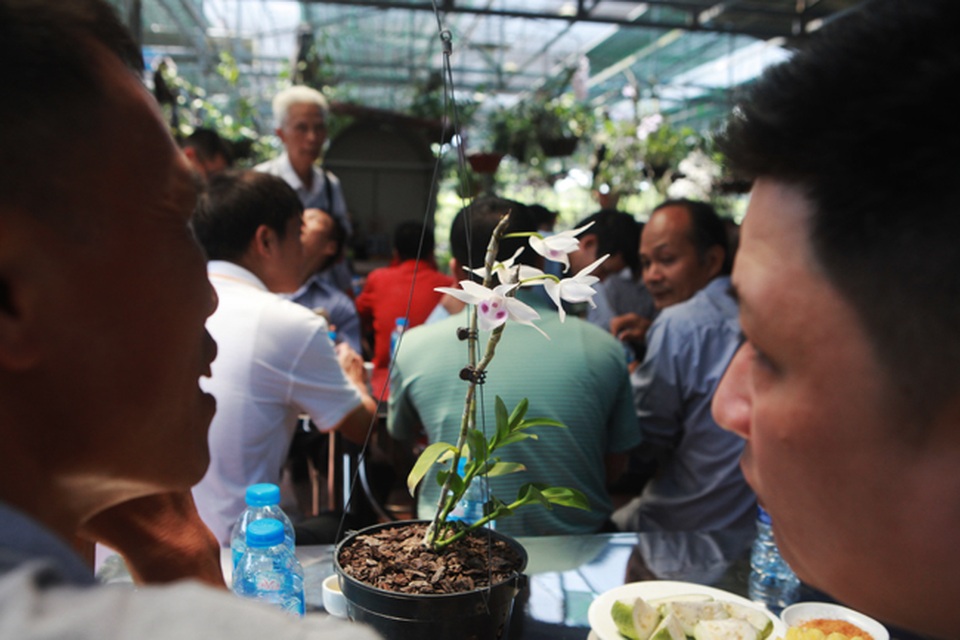 Choáng những giỏ hoa lan đột biến hiếm thấy ở Hà Nội, giá hàng trăm triệu - 3 Choáng những giỏ hoa lan đột biến hiếm thấy ở Hà Nội, giá hàng trăm triệu - 3