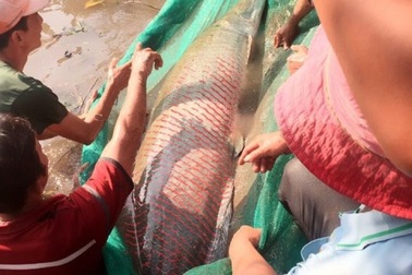 Cá hải tượng khủng được trả giá 350 triệu đồng