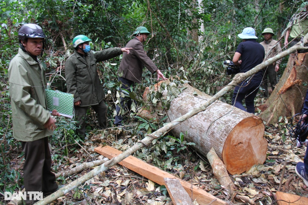 Gia Lai: Nhiều cây lớn bị lâm tặc chặt phá hơn 1 năm chủ rừng mới biết - 1 Gia Lai: Nhiều cây lớn bị lâm tặc chặt phá hơn 1 năm chủ rừng mới biết - 1