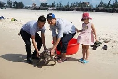 Quảng Trị: Chú rùa biển “khủng” nhiều lần đi lạc đều được cứu, thả