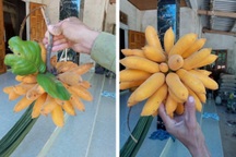 Thứ quả chỉ to hơn ngón tay, có tên lạ đời khiến nhiều người ngạc nhiên