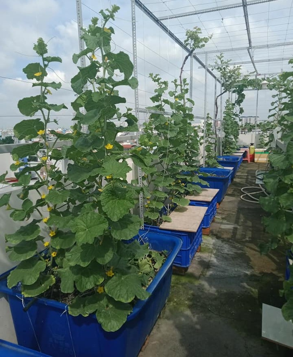 Cả gia đình ở Sài Gòn thỏa thích ăn trái cây nhờ khu vườn trên không - 2