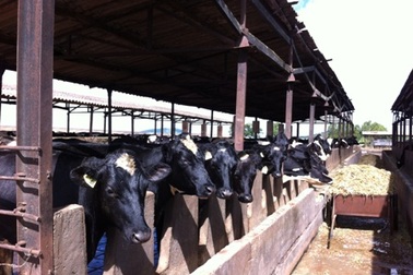 Nâng cao chất lượng sữa ngay từ đầu vào