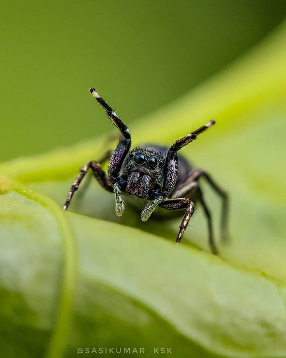 Ngắm bộ ảnh macro đẹp khó tin được thực hiện từ smartphone - 16 Ngắm bộ ảnh macro đẹp khó tin được thực hiện từ smartphone - 16