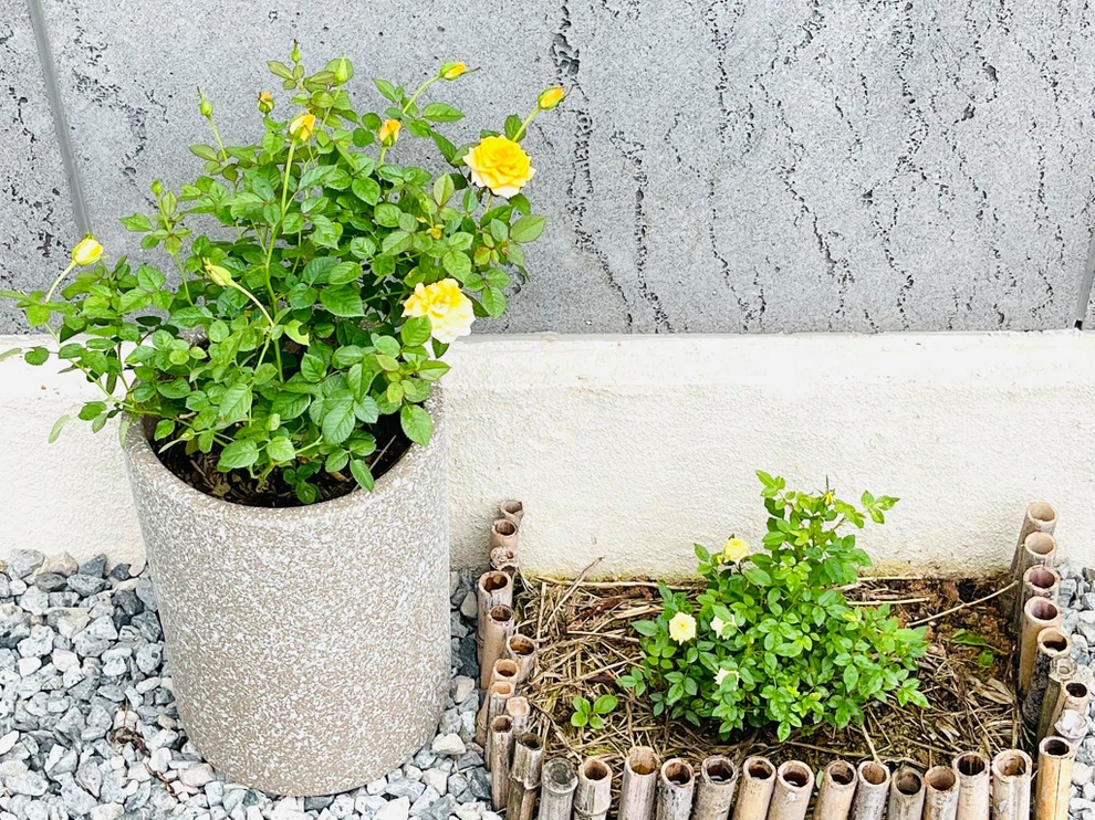Mẹ Việt tự cuốc đất trồng rau, làm vườn hữu cơ tại Hàn Quốc - 7 Mẹ Việt tự cuốc đất trồng rau, làm vườn hữu cơ tại Hàn Quốc - 7