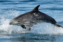Nga đưa cá heo chiến đấu đến Crimea