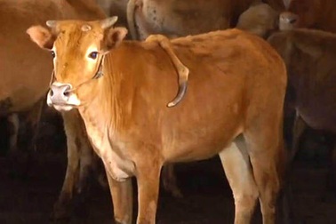 Kỳ lạ bò có chân thứ năm mọc ra ở lưng