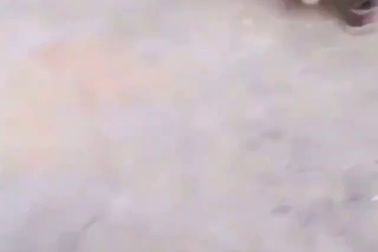 Những bước đi hài hước khi chú gà được mang giày