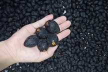 Trám đen vào vụ, giới nội trợ chi tiền triệu mua chục cân ăn dần