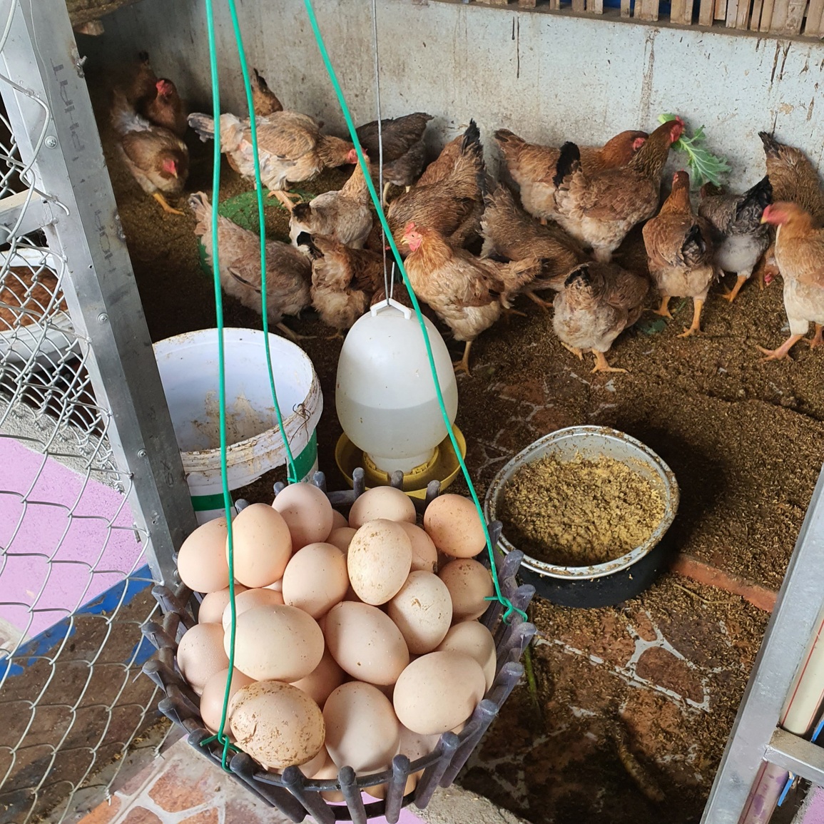 Gia đình Yên Bái bê ruộng rau, mương nước và trại gà 30 con lên nóc nhà - 6 Gia đình Yên Bái bê ruộng rau, mương nước và trại gà 30 con lên nóc nhà - 6