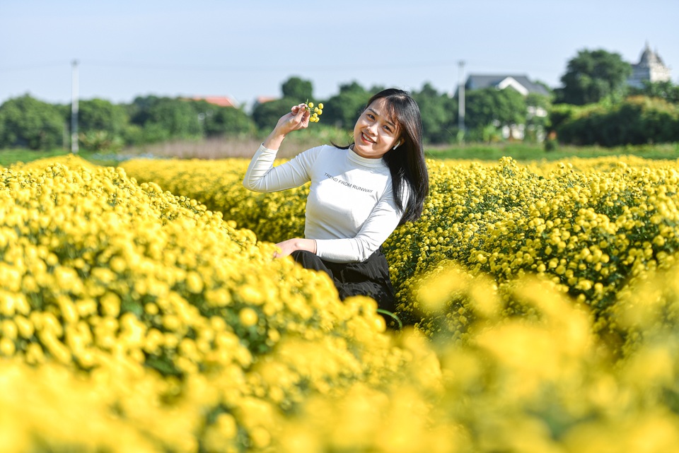 Hoa cúc tiến Vua Hưng Yên vào mùa vàng rực - 10 Hoa cúc tiến Vua Hưng Yên vào mùa vàng rực - 10