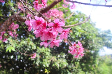 Mai anh đào Đà Lạt bung nở rực hồng phố núi