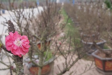 Đào Thất Thốn cổ Sapa ồ ạt xuống phố chờ đại gia rước về chơi Tết