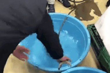 Kinh ngạc cá đông lạnh hồi sinh sau khi thả vào nước ấm