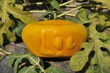 Bưởi hồ lô khan hàng, dưa hấu thỏi vàng thấp thỏm… chờ Tết