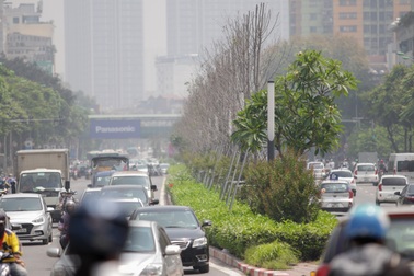 Hà Nội muốn thay toàn bộ cây xanh già cỗi, kém thẩm mỹ