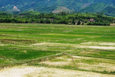 Nghệ An khẩn cấp ứng phó nạn khô hạn kéo dài