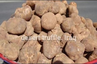 Hành trình săn lùng "kim cương sa mạc"