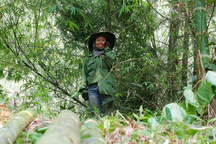 Cây ấm no giúp dân miền núi thu tiền tỷ, trồng một lần thu hoạch 30 năm